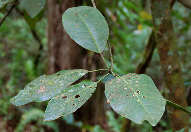 Uapaca lissopyrena