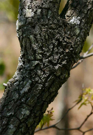 Uapaca nitida