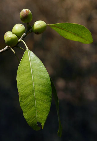Uapaca nitida