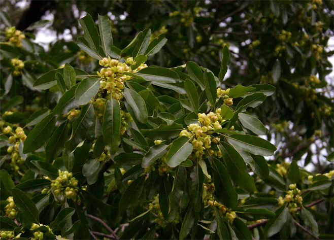 Uapaca nitida
