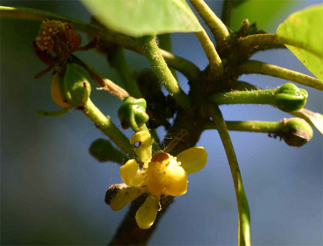 Uapaca sansibarica