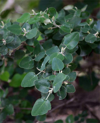 Androstachys johnsonii