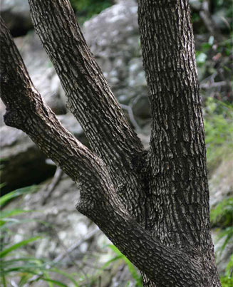 Androstachys johnsonii