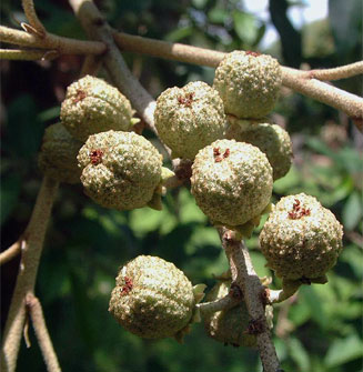 Croton gratissimus (Lavender fever-berry)