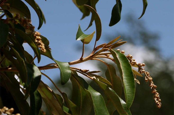 Croton gratissimus (Lavender fever-berry)