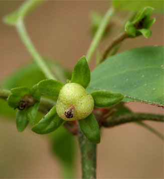 Croton gratissimus (Lavender fever-berry)
