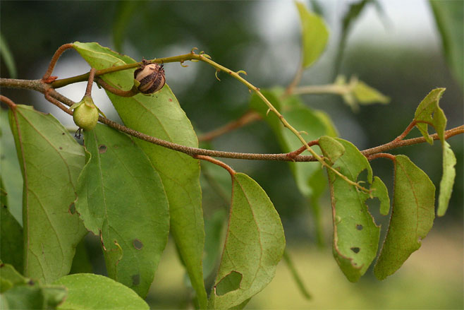Croton gratissimus (Lavender fever-berry)
