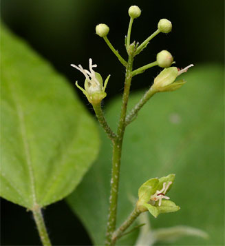 Croton gratissimus (Lavender fever-berry)