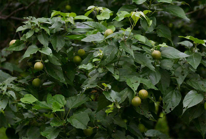 Croton megalobotrys (Large fever-berry)