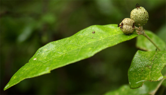 Croton pseudopulchellus