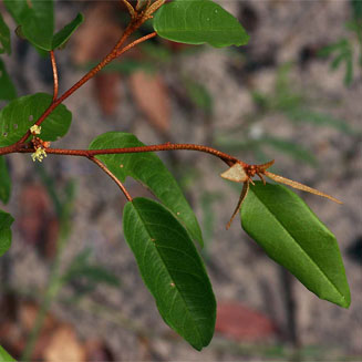 Croton pseudopulchellus