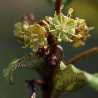 Croton pseudopulchellus