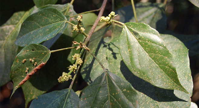 Croton sylvaticus (Forest fever-berry)