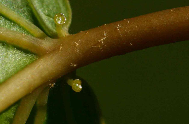 Croton sylvaticus (Forest fever-berry)
