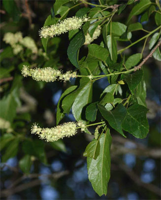 Croton sylvaticus (Forest fever-berry)