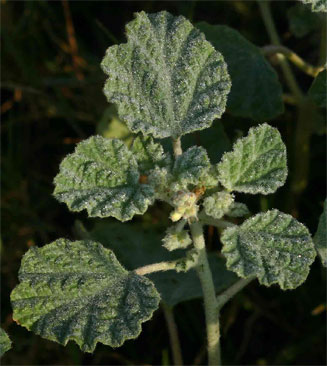 Chrozophora plicata
