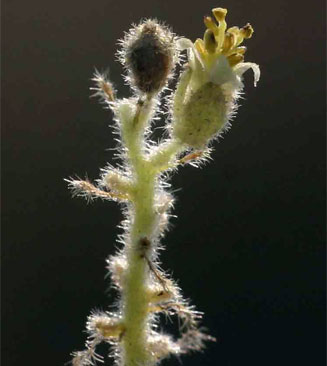 Chrozophora plicata