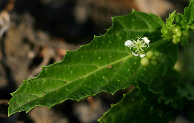 Caperonia stuhlmannii