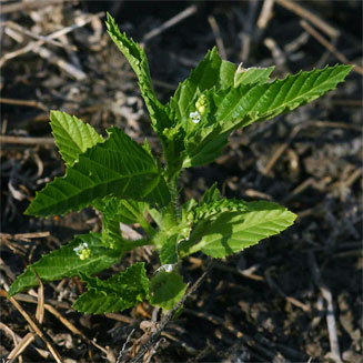 Caperonia stuhlmannii