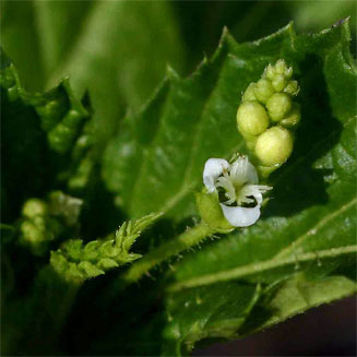 Caperonia stuhlmannii