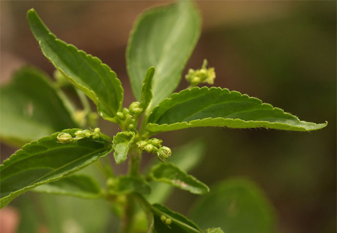 Micrococca mercurialis