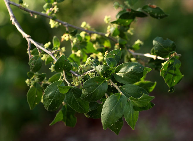 Erythrococca menyharthii 