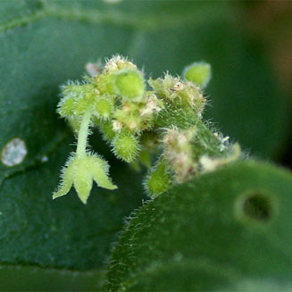 Erythrococca menyharthii 