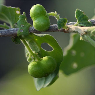 Erythrococca menyharthii 