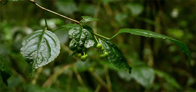 Erythrococca polyandra