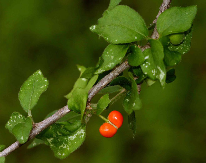 Erythrococca trichogyne