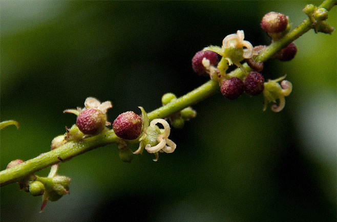 Argomuellera macrophylla