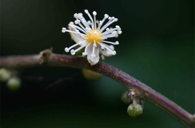 Argomuellera macrophylla