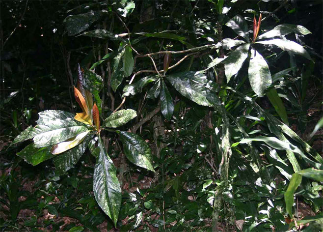 Argomuellera macrophylla