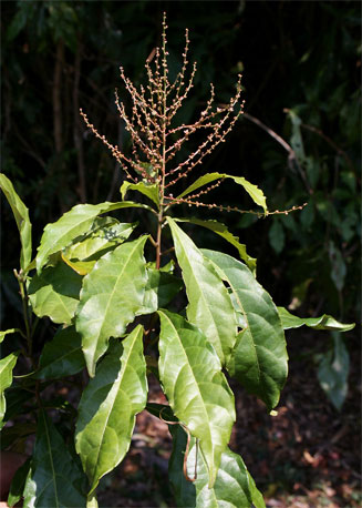 Alchornea hirtella