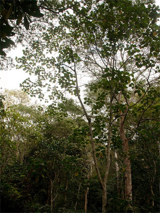 Neoboutonia macrocalyx