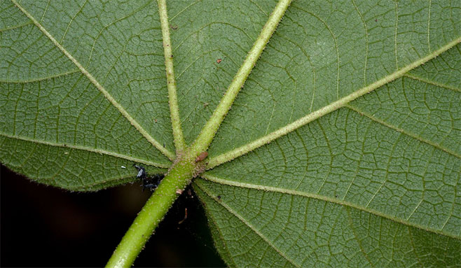 Neoboutonia macrocalyx