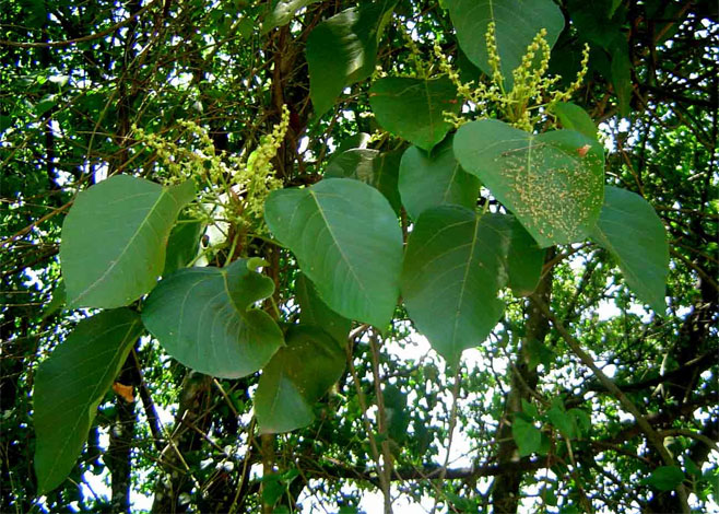 Macaranga capensis
