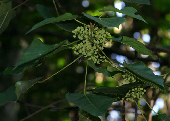 Macaranga capensis