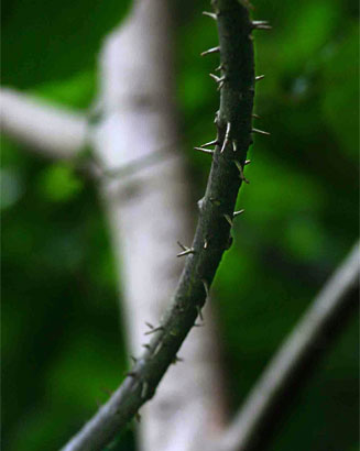 Macaranga capensis