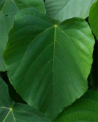 Macaranga capensis