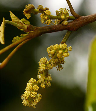 Macaranga mellifera
