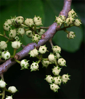Macaranga mellifera