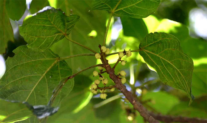 Macaranga mellifera