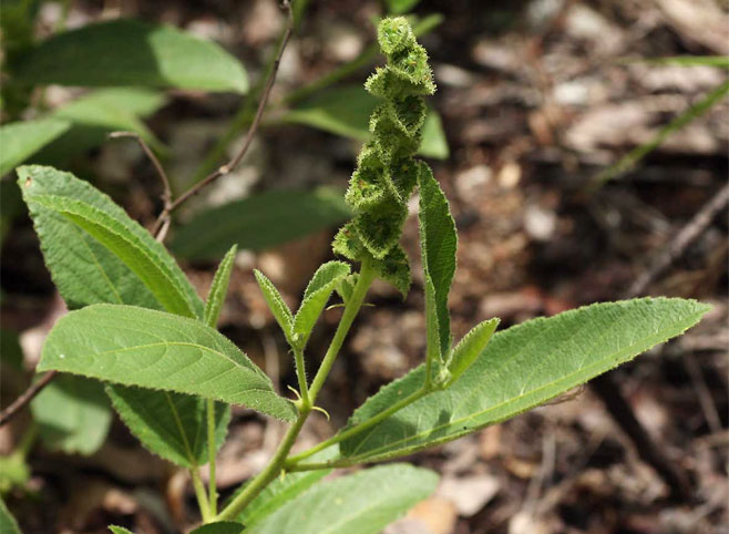 Acalypha allenii 