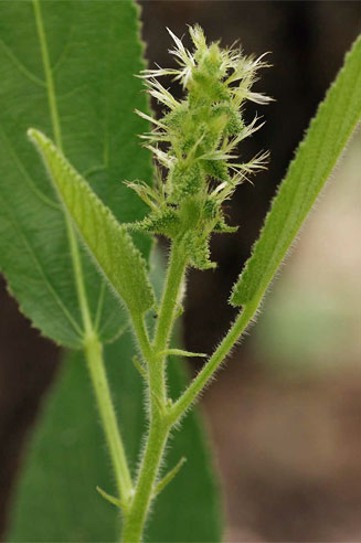 Acalypha allenii 
