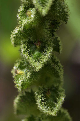 Acalypha allenii 