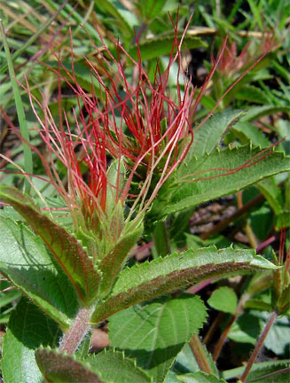 Acalypha caperonioides