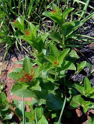 Acalypha caperonioides