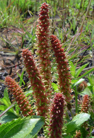 Acalypha caperonioides