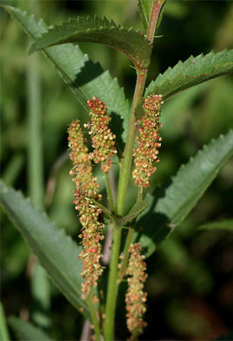 Acalypha caperonioides